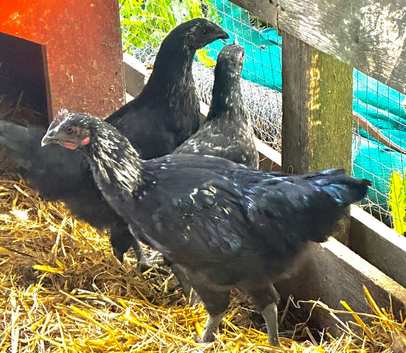 Ayam cemani hybrids rare