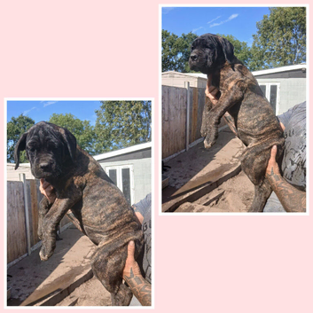 Cane Corso puppies