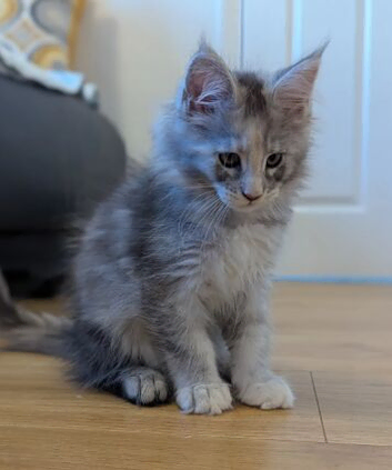 GORGEOUS MAINE COON KITTENS SEEKING THEIR FOREVER HOMES