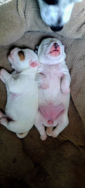 jack russell puppies two girls