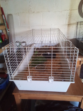 Three guinea pig girls for sale.