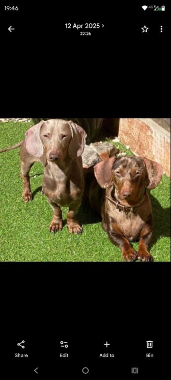 Miniature dachshund