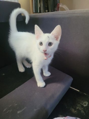 Female kitten