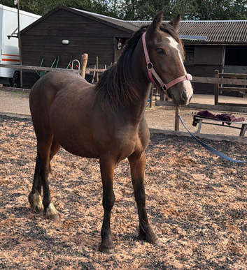 Cob cross filly