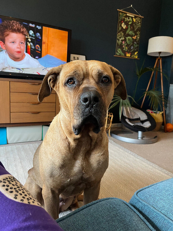 Presa x Cane corso