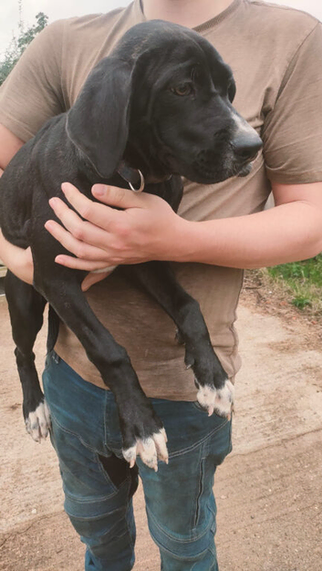 Cane corso x American bulldog puppy