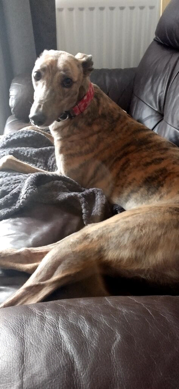 Greyhound rehoming
