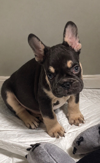 Stunning French Bulldog Puppies