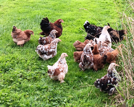 Beautiful Pekin Bantams