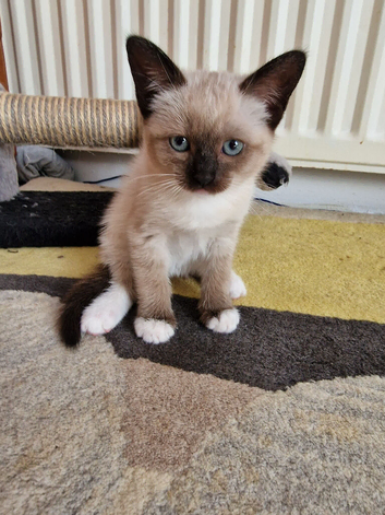 Ragdoll kittens