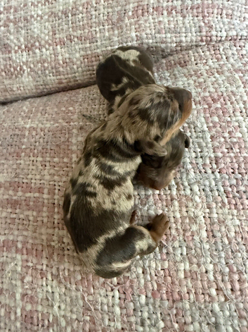 Chocolate merl Dauchshund