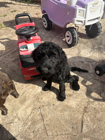 Cockapoo female 5 months old