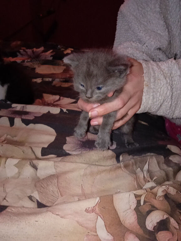 Kittens