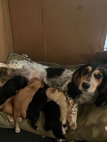 Beautiful cocker spaniel puppy&rsquo;s
