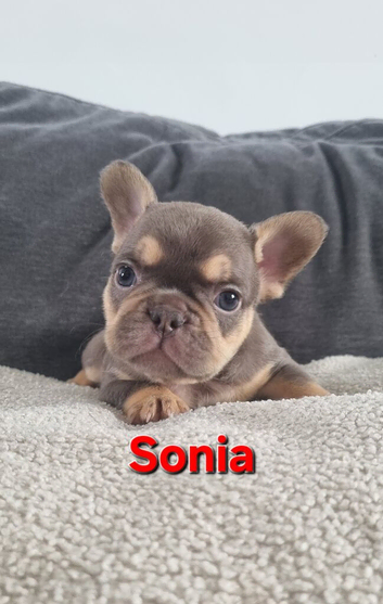 Health test clear french bulldog puppy