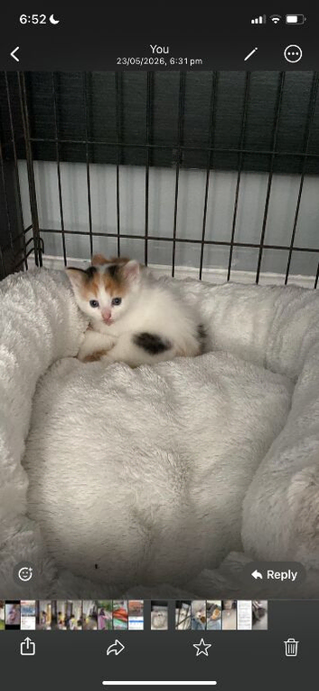 Kittens    8 weeks old