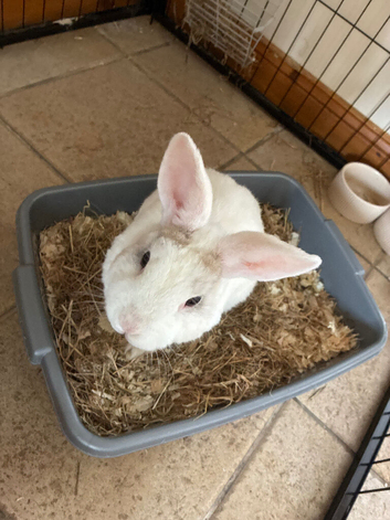 6 month old rabbit with cage