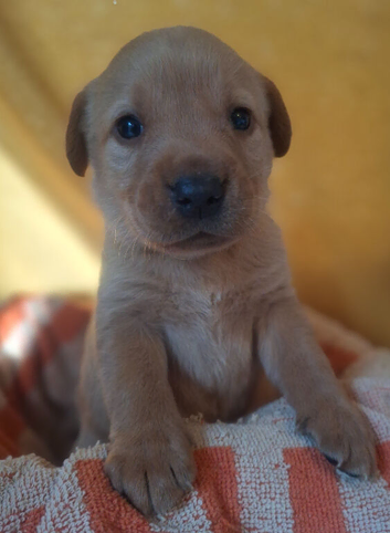 Labrador puppies