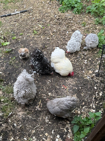 Pekin bantam eggs