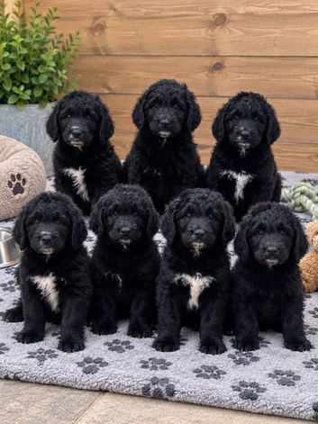 Saint Berdoodle Puppies
