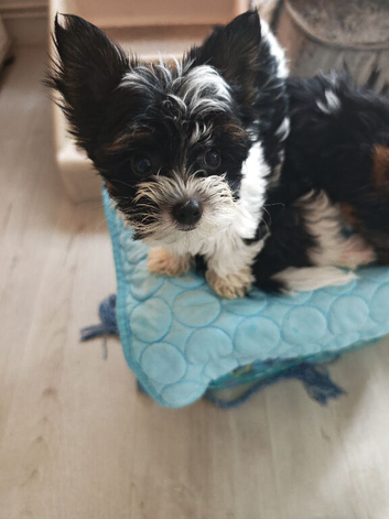biewer terrier puppies ( small)