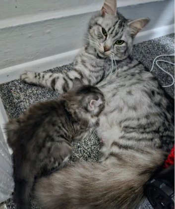 Silver and black and grey longhaired kittens