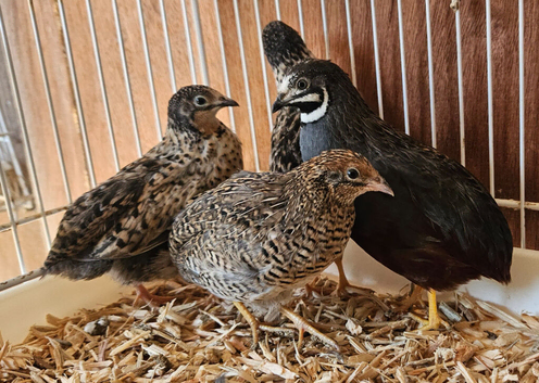 Group of 4,  Chinese painted button quail