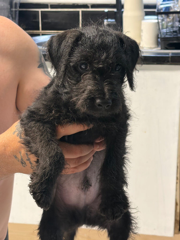 Bedlington x Lakeland terrier last male puppy left