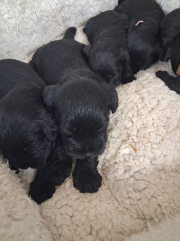 Black schnauzer  puppies  for sale