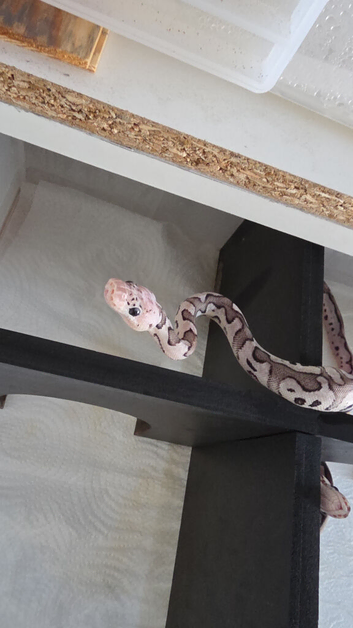 3 x royal python babies