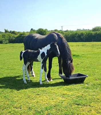 Mare and foal