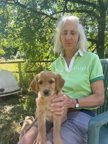Golden Retreiver x Labrador Puppies for sale