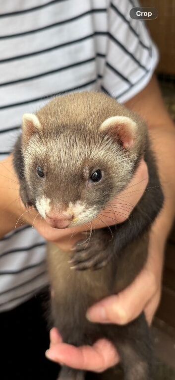 5 Baby Ferrets for sale