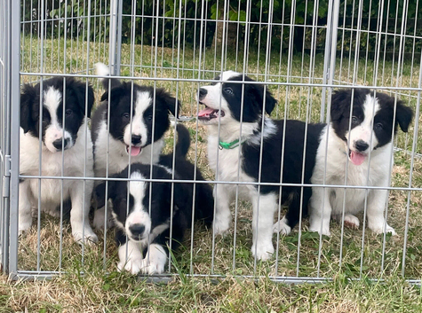 **The prettiest long-coated Border Collie Puppies you will see today**