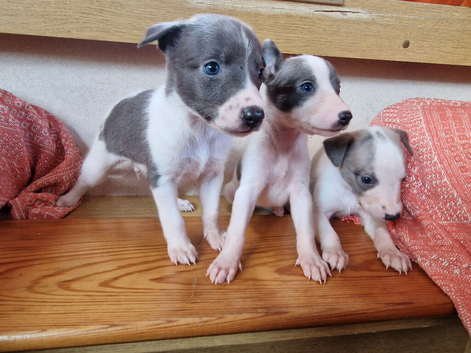 Kc registered whippet pups