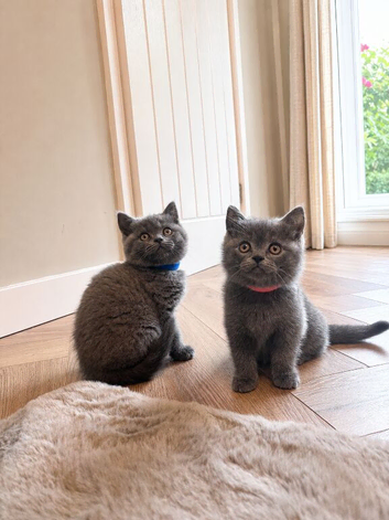 Health tested BSH kittens