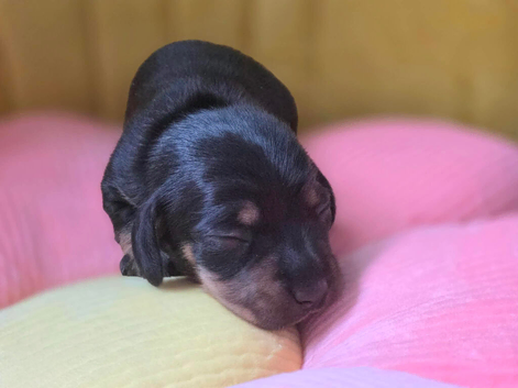 Beautiful KC Registered Dachshund Puppy Available