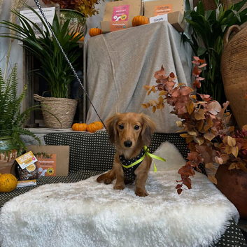 12 Months Old Mini Dachshund Male