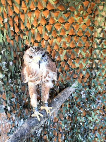 Ferruginous Hawk (Male)