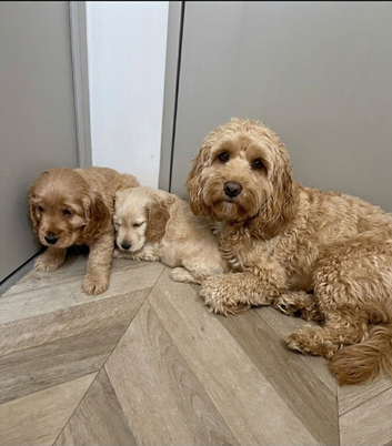 Beautiful cavapoo puppies