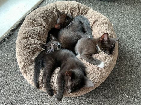 Kittens Looking for a Home