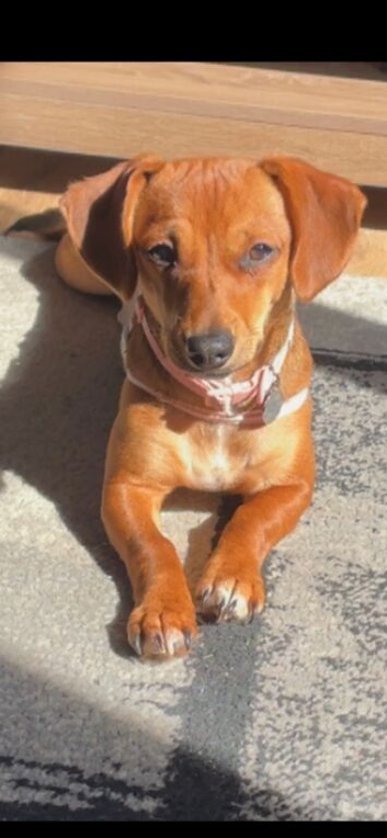 9 month old girl
