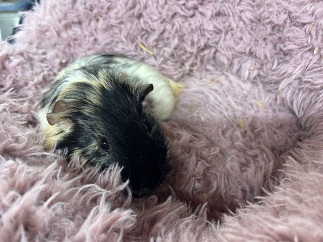 Guinea pigs