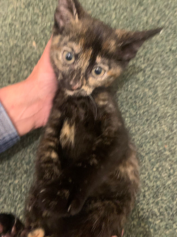 KITTENS READY TO GO