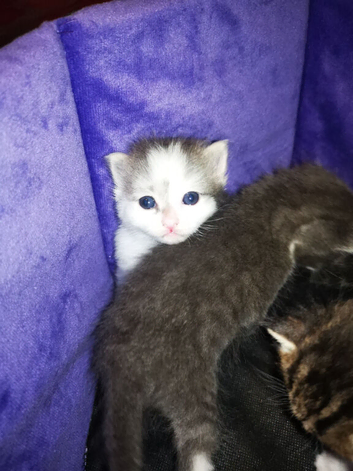 Very fluffy 2 female kittens