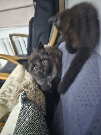 1 male maine coon