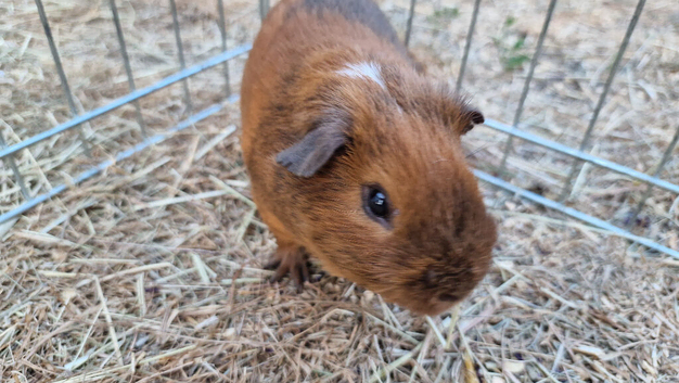 California x boys 4 months old &pound;20 for both
