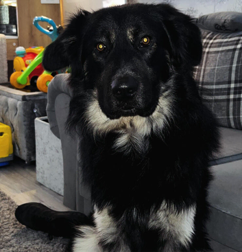 German shepherd/ border collie
