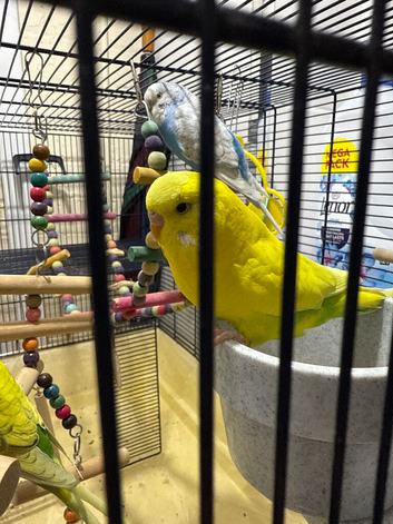 3 budgies 2 female 1 male