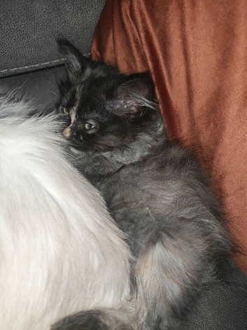 Purdoll female